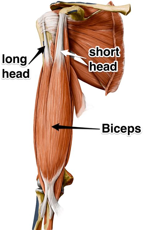 long head of biceps tendon